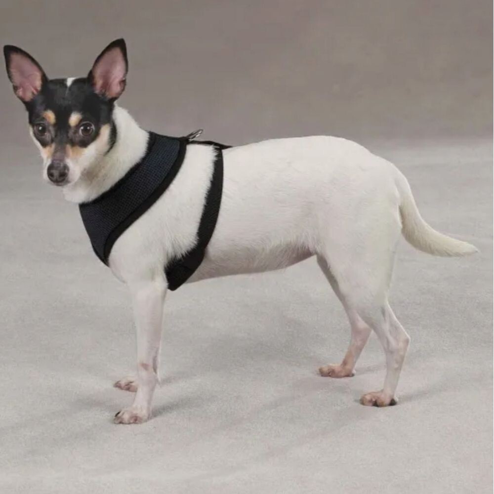 Casual Canine NWT Black Mesh Dog Harness Size Small (12"-17") 🐈